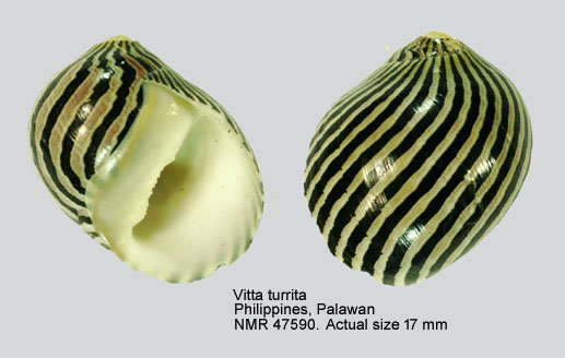 Vitta turrita (2).jpg - Vitta turrita (Gmelin,1791)